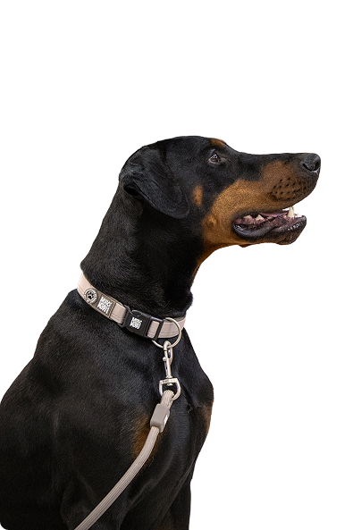 chien
