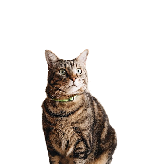 chat