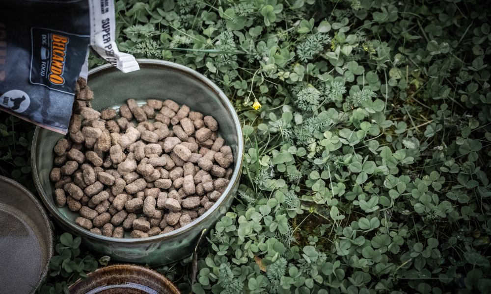 Bien Nourrir son Chien : le Guide Complet de l'Alimentation