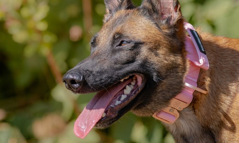 Coup de Chaleur chez le Chien : Symptômes et Gestes d'Urgence