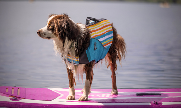 Chien et chaleur en été : 8 astuces indispensables pour le protéger
