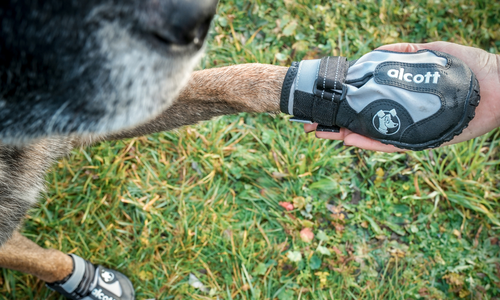 Protéger et Soigner les Coussinets de son Chien : le Guide Complet