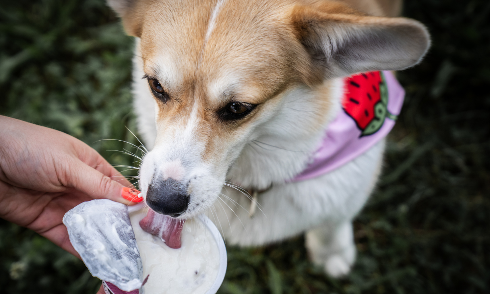 10 Recettes Rafraîchissantes et Glaces Maison pour Chien