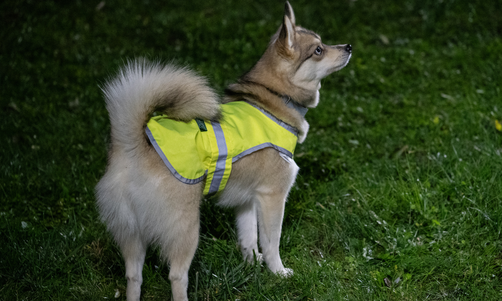 Promener son Chien la Nuit : 5 Conseils pour Être Bien Visible
