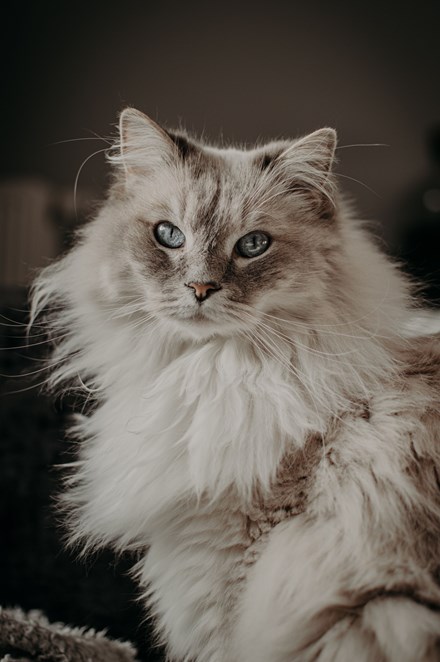 Chat