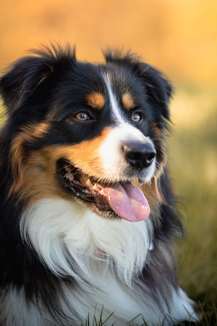 Chien