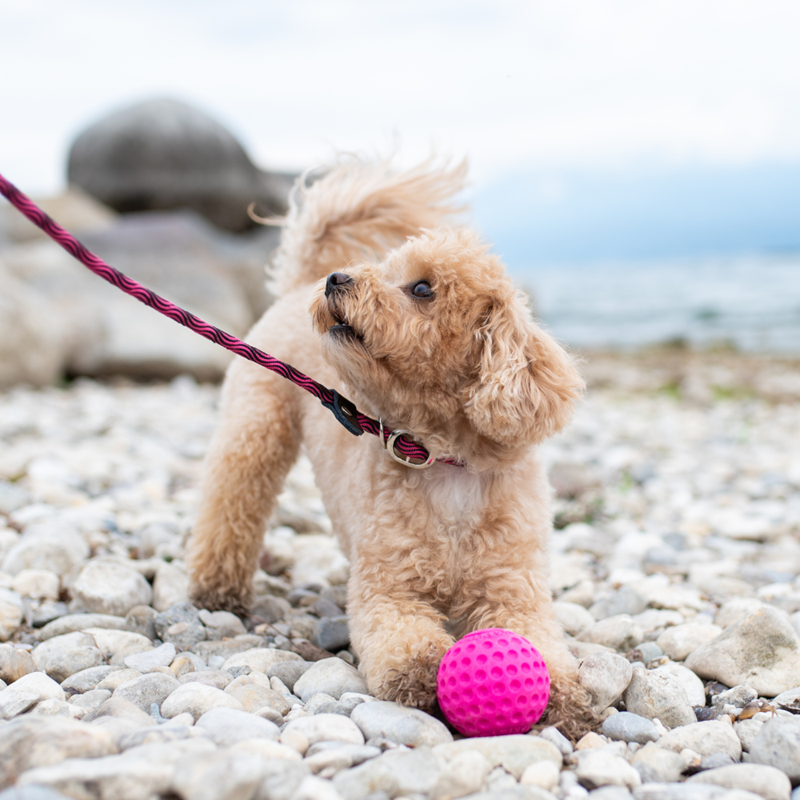 Laisse en corde 2en1 - pour chien (Rose, 1,8 m) - Photo 3