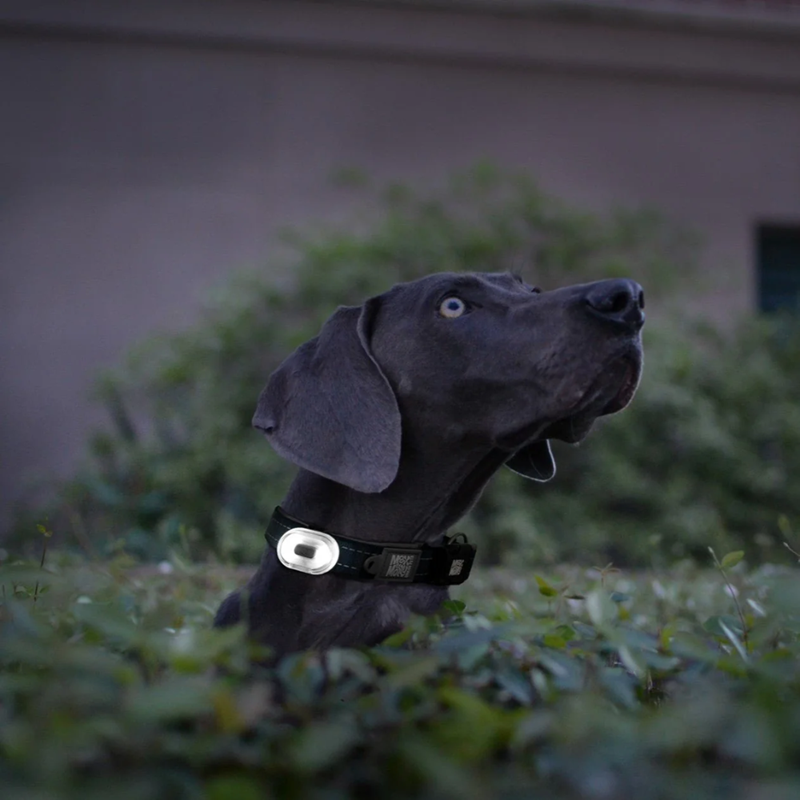 Lumière pour chien - MATRIX 2.0 Ultra Led (Noir) - Photo 4