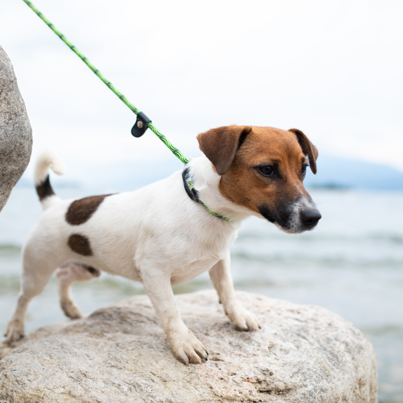 Laisse en corde 2en1 - pour chien (Vert, 1,8 m) - Photo 3