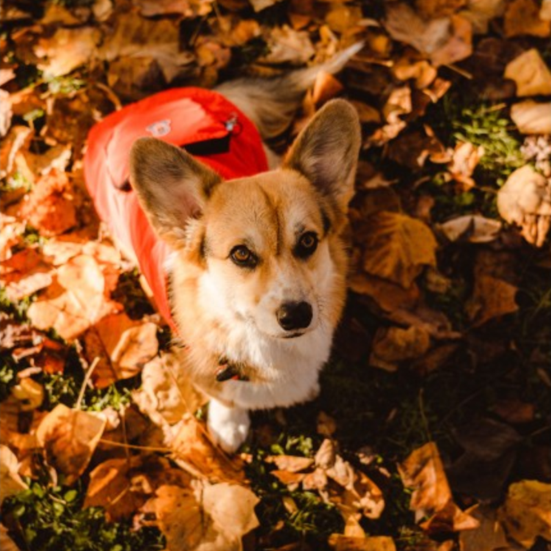 Poncho imperméable pour chien à capuche (XXL, Rouge, noir, 64 cm) - Photo 3