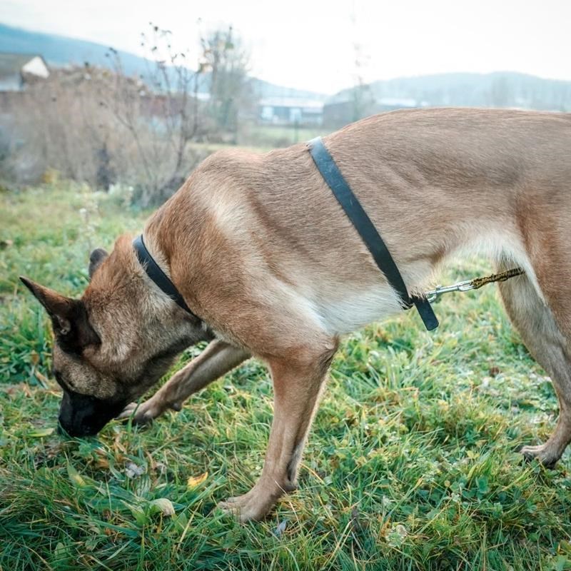 Harnais de pistage en cuir type "Böttcher" - conduite par le bas pour chien - Photo 3
