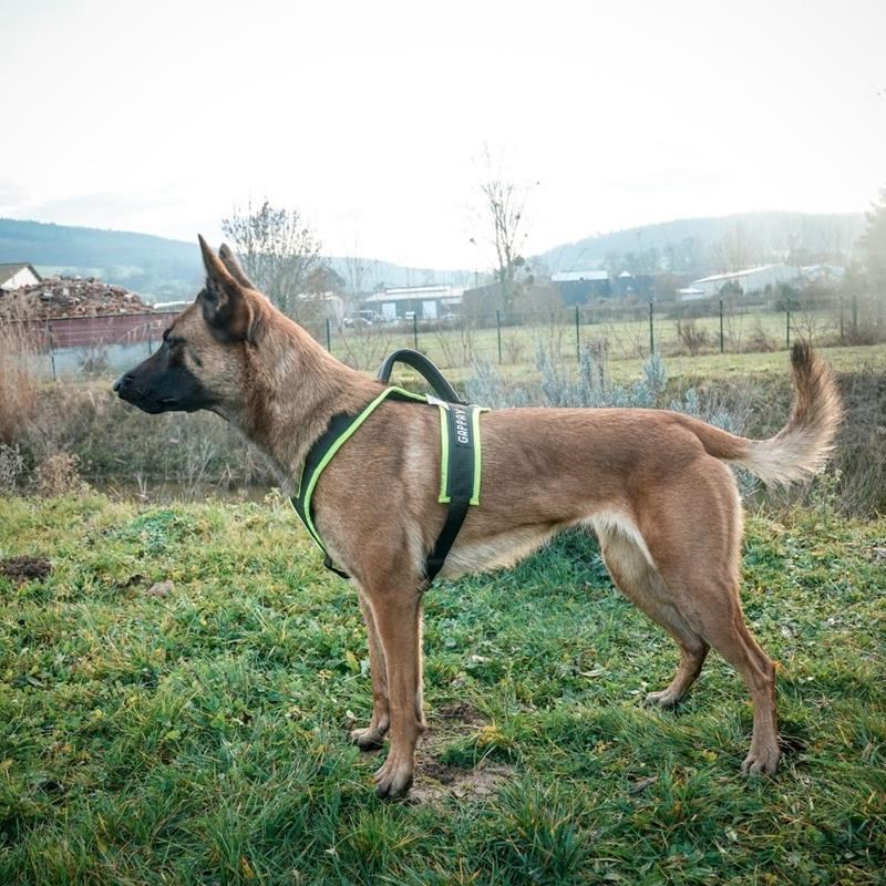 Harnais STRAP pour chiots et jeunes chiens (L) - Photo 13