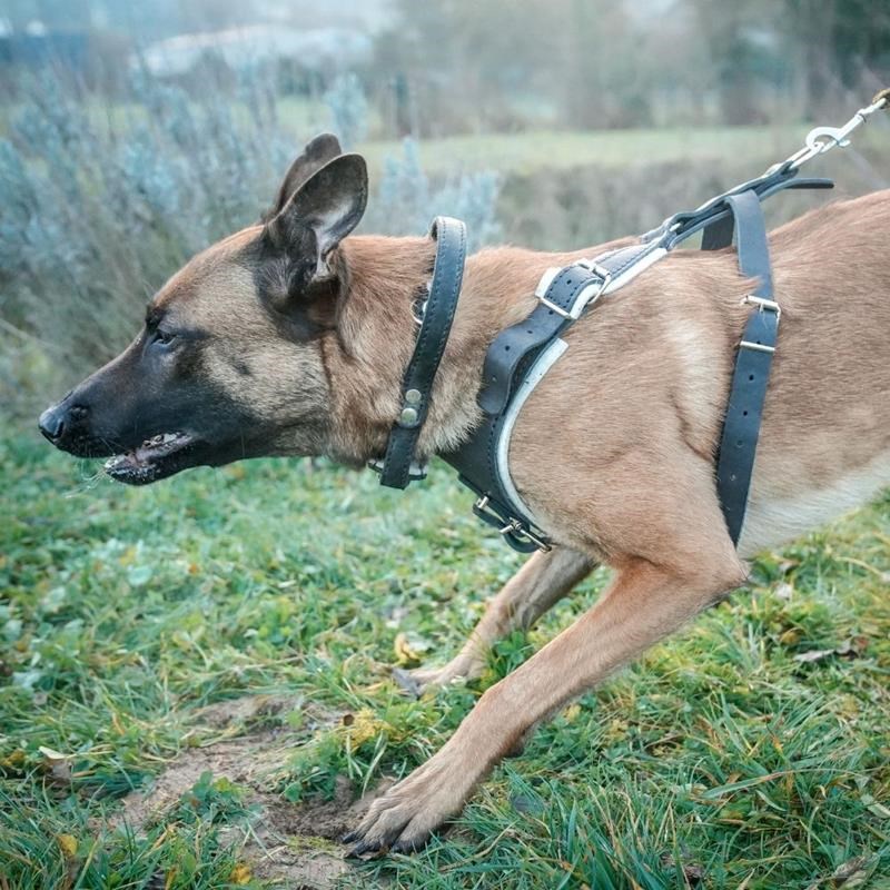 Harnais de motivation avec plastron pour chien (L) - Photo 2
