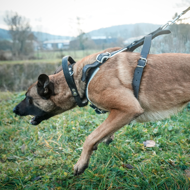 Harnais de motivation - cuir doublé feutre - pour chien mâle (Mâle, Sans Poignée) - Photo 2