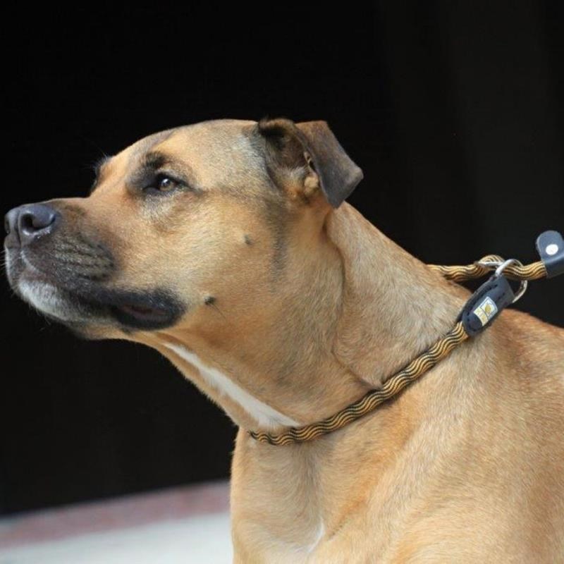 Laisse en corde 2en1 - pour chien (Orange, 1,8 m) - Photo 3