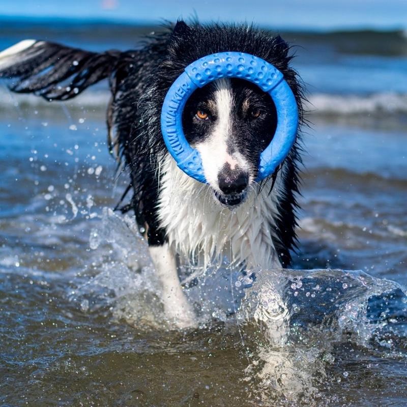 Anneau "Let's Play" pour chien (Bleu, Maxi) - Photo 3