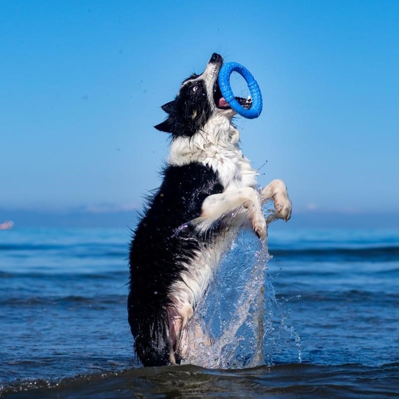 Anneau "Let's Play" pour chien (Bleu, Maxi) - Photo 4