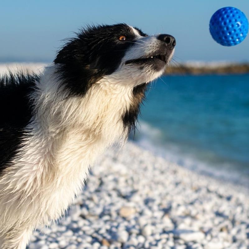 Balle "Let's Play" pour chien (Bleu, Maxi) - Photo 3