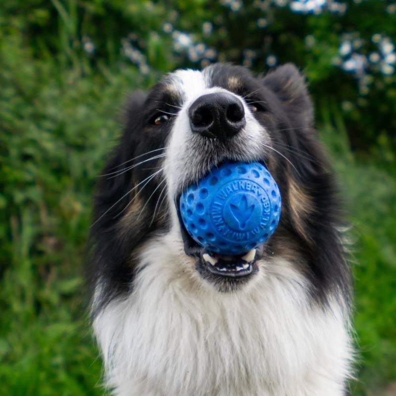 Balle "Let's Play" pour chien (Bleu, Maxi) - Photo 4