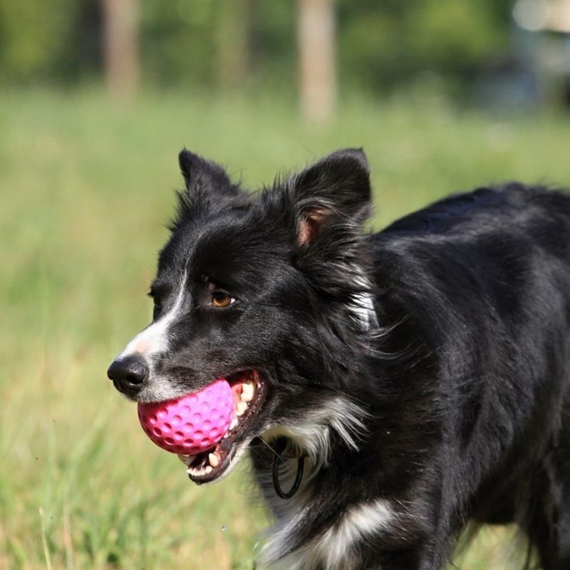 Balle "Let's Play" pour chien (Rose, Maxi) - Photo 3