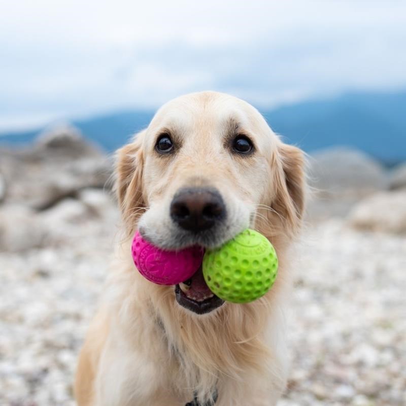Balle "Let's Play" pour chien (Rose, Maxi) - Photo 4