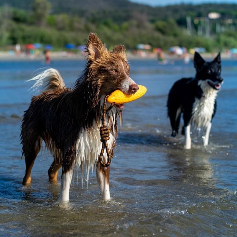 Jouet Zeppelin "Let's Play" pour chien (Bleu, Maxi) - Photo 3