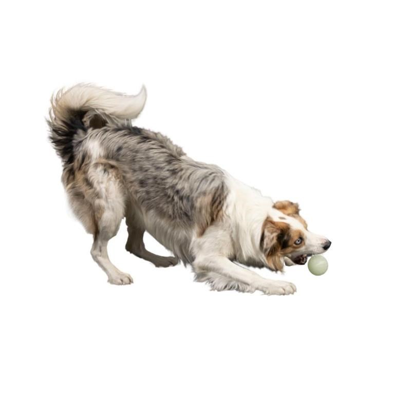 Balle GLOW phosphorescente pour chien (Maxi) - Photo 4