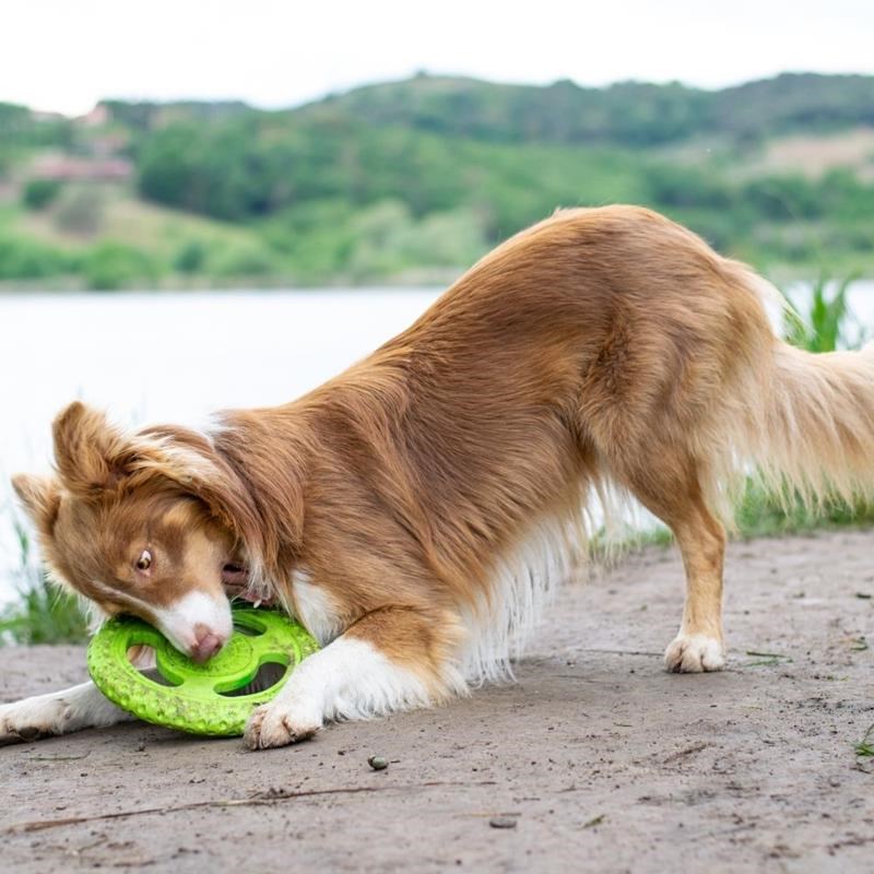 Frisbee "Let's Play" pour chien (Vert, Mini) - Photo 3