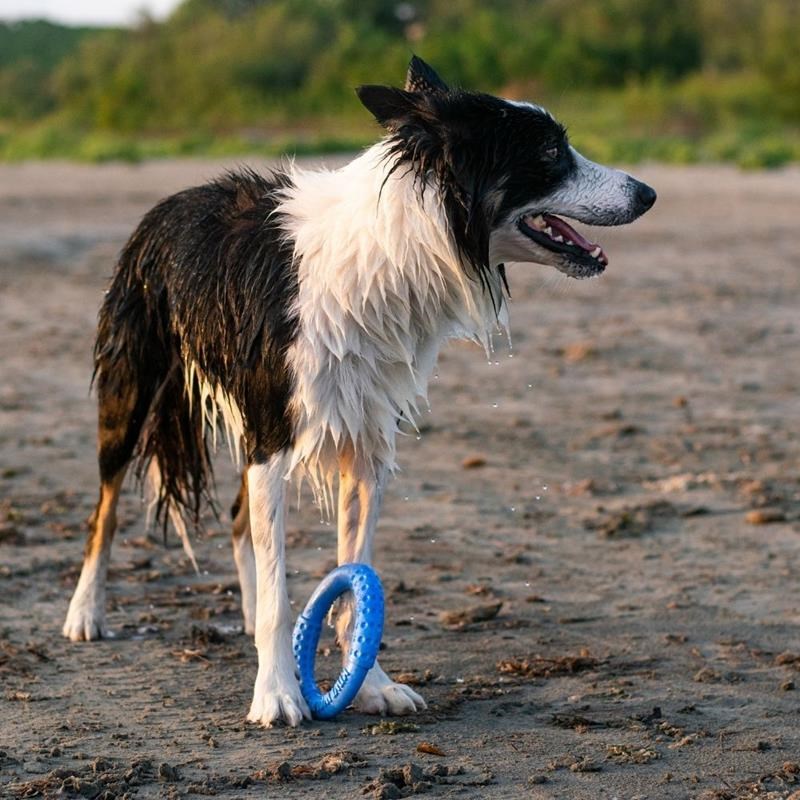 Anneau "Let's Play" pour chien (Bleu, Mini) - Photo 3