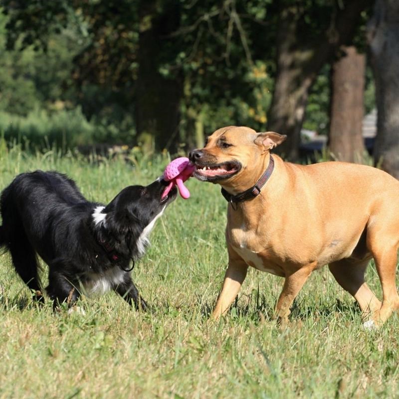 Jouet Pieuvre "Let's Play" pour chien (Rose, Mini) - Photo 3