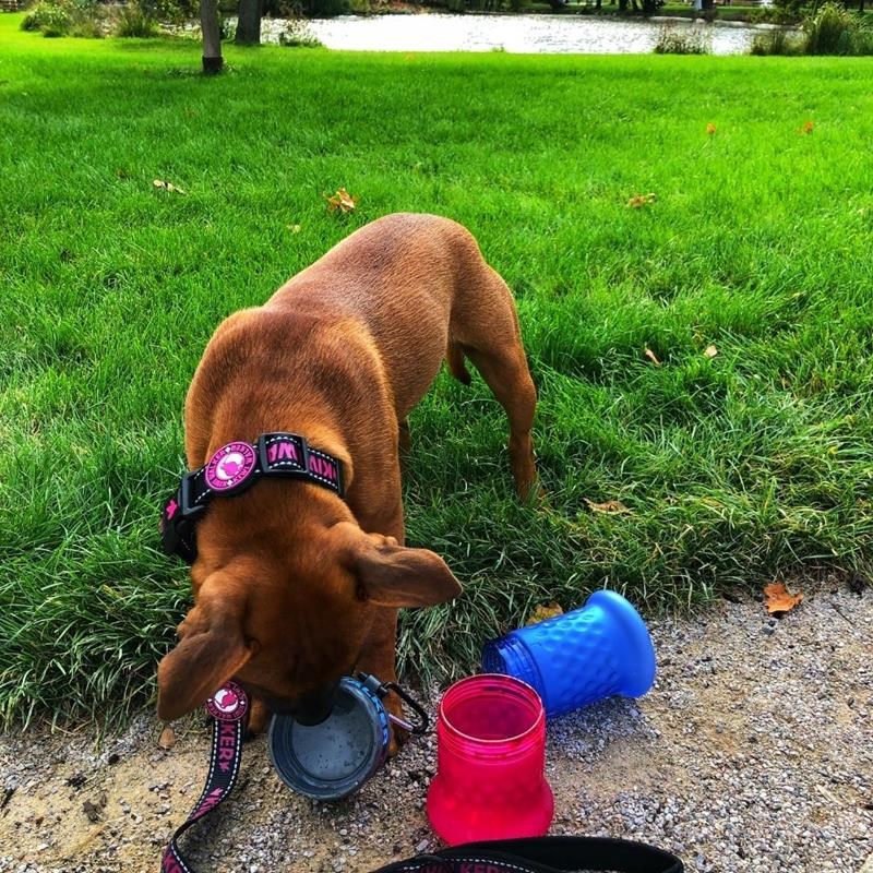 Bouteille de voyage 2en1 - pour chien (Rose/Bleu) - Photo 4