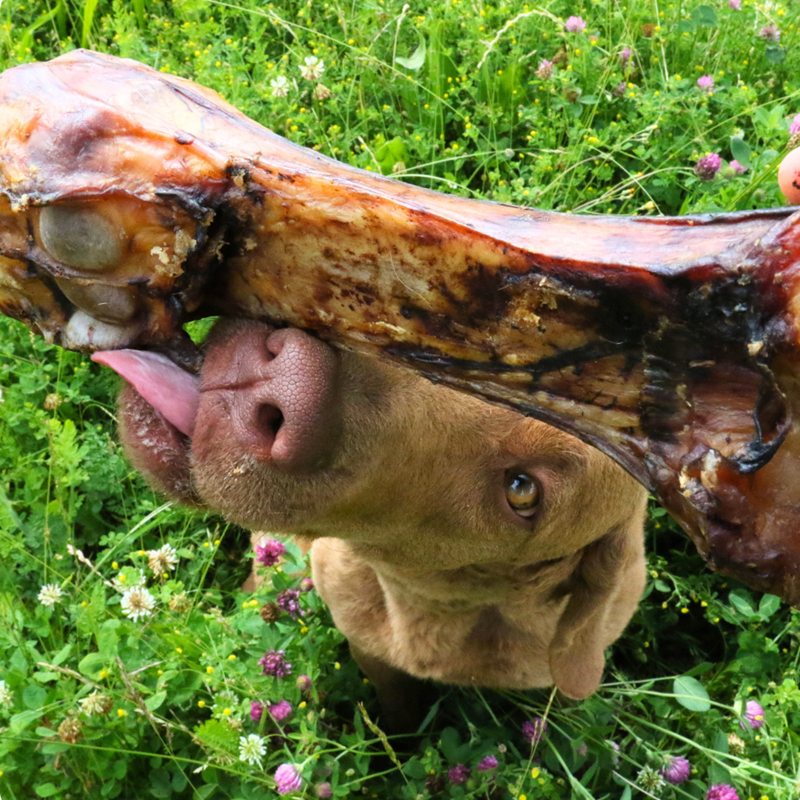 Jambe de veau pour chien (Veau) - Photo 2