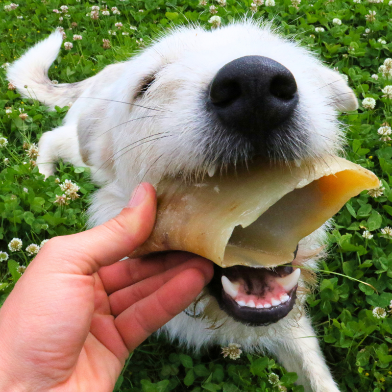 Sabot de bœuf pour chien (Boeuf) - Photo 2