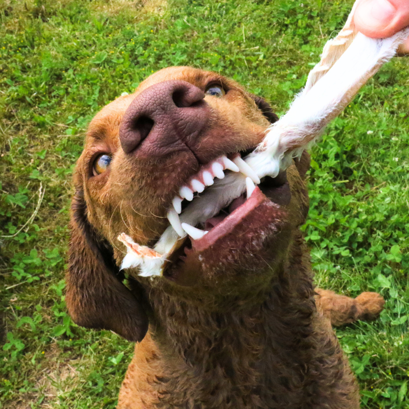 Oreilles de lapin avec peau pour chien (100 g, Lapin) - Photo 2