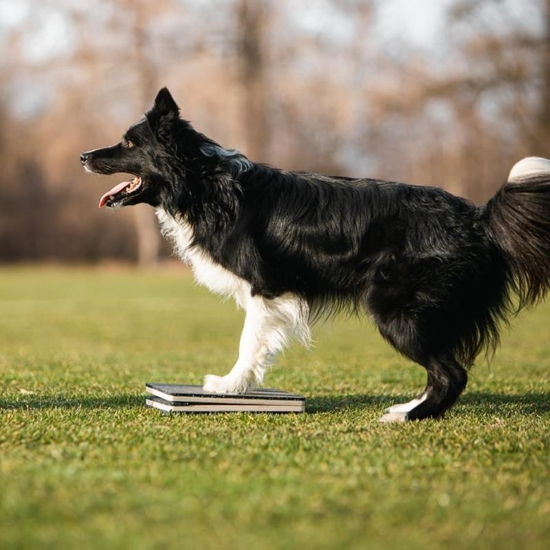 Cible WoodDog avec suspension pour chien - Photo 6