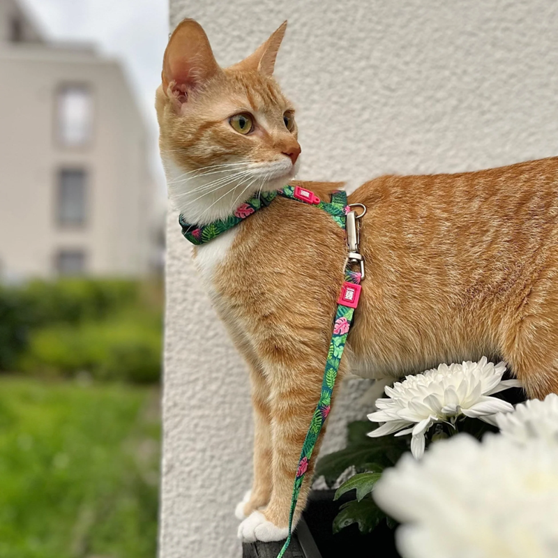 Set harnais et laisse pour chat (Tropicale) - Photo 3