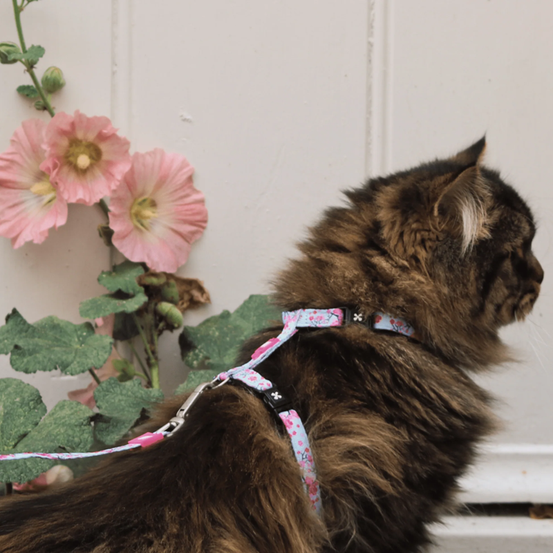 Set harnais et laisse pour chat (Fleur de cerisier) - Photo 4