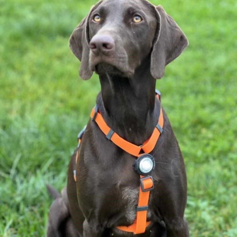 Eclairage de sécurité pour chien par 2 - Photo 6