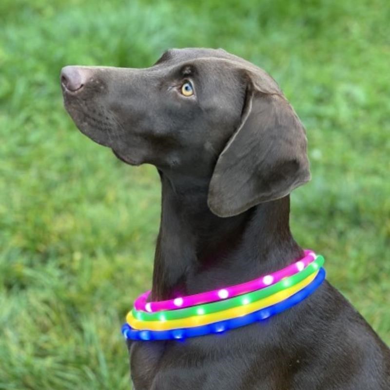 Collier LED USB pour chien couleurs universelles - Photo 6
