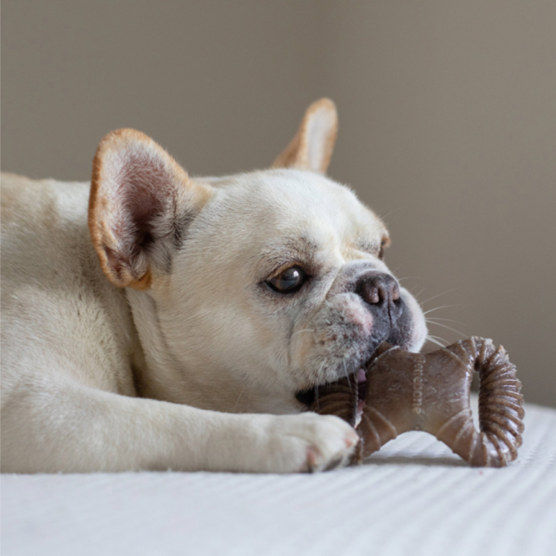Dental chew bacon pour chien (M, Bacon) - Photo 2