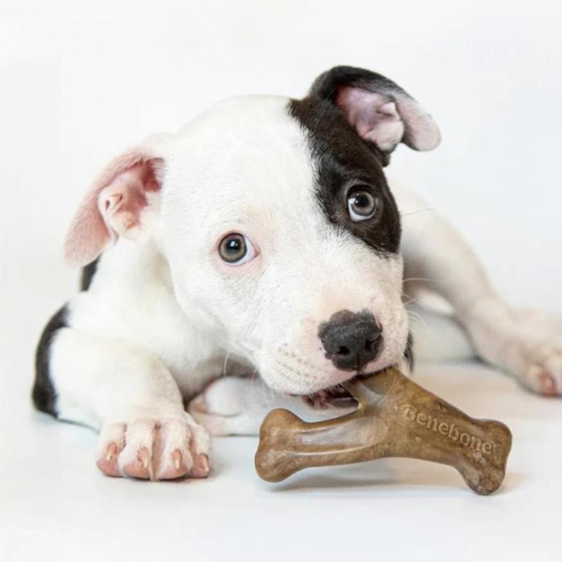 Puppy wishbone bacon T.S pour chien (S, Bacon) - Photo 3