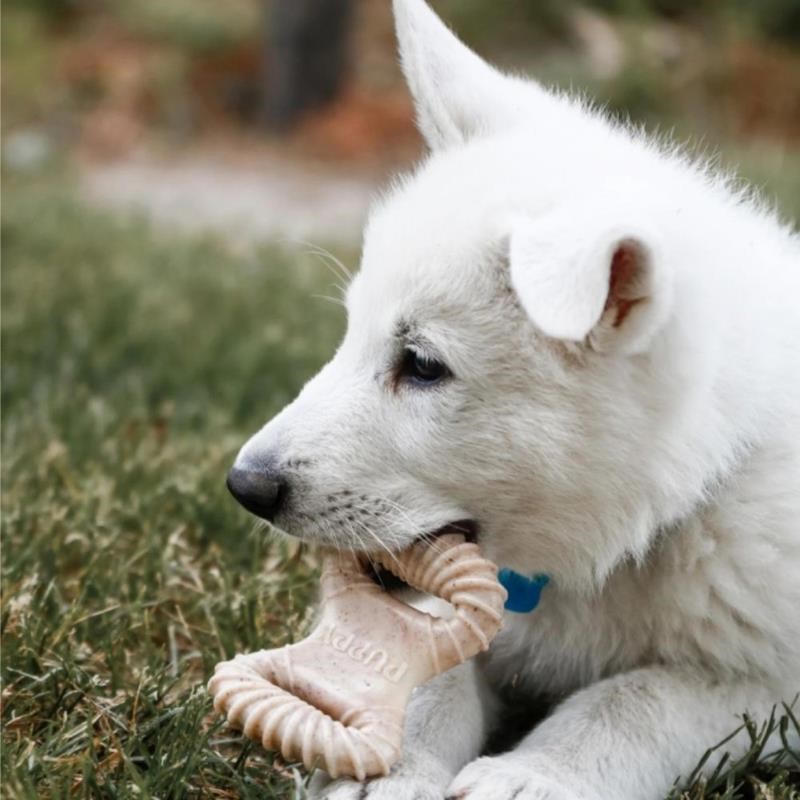 Puppy pack - Dental chew + Wishbone Bacon pour chien (Bacon) - Photo 4