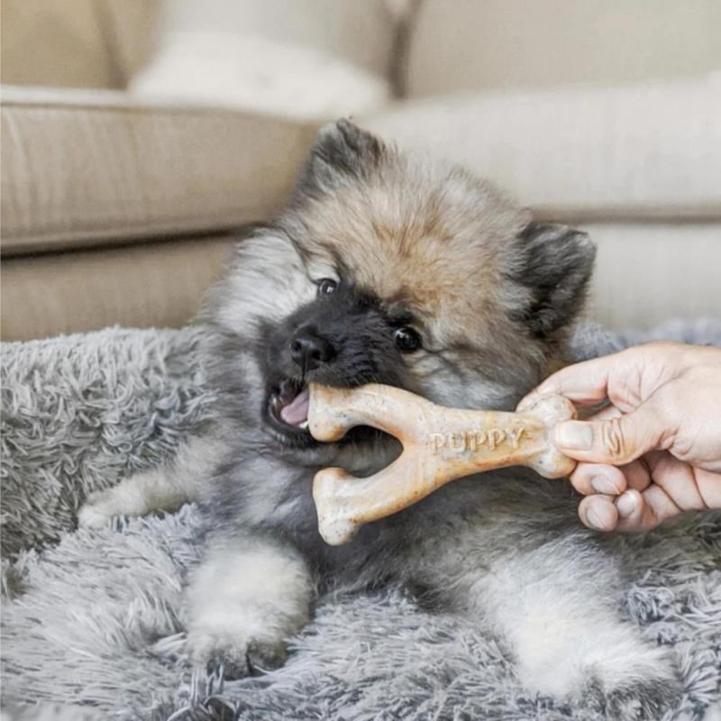 Puppy pack - Dental chew + Wishbone Bacon pour chien (Bacon) - Photo 6