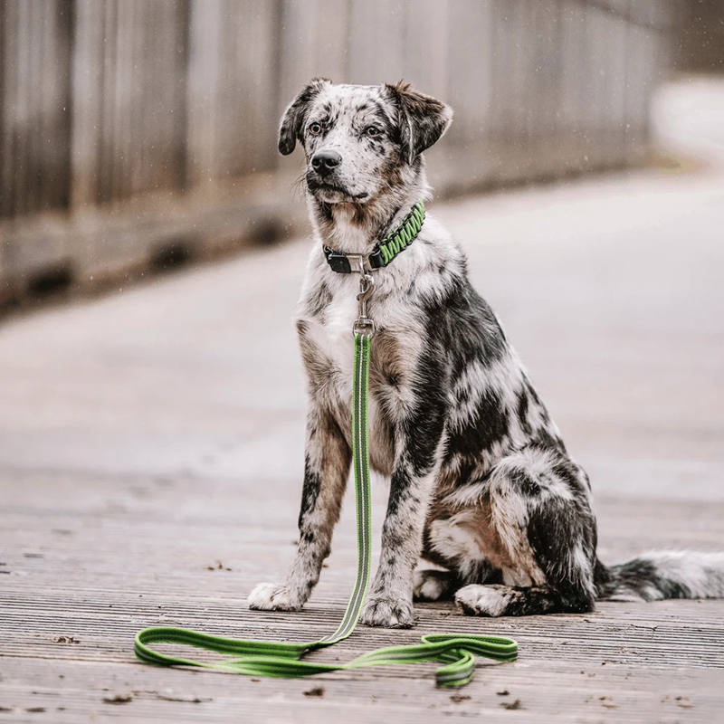 Laisse pour chien antidérapante (Vert, 1,2 m) - Photo 2