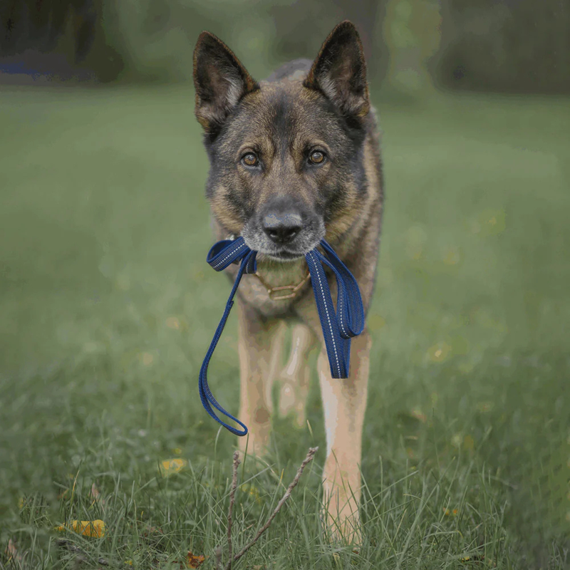Laisse pour chien antidérapante (Bleu, 2 m) - Photo 2