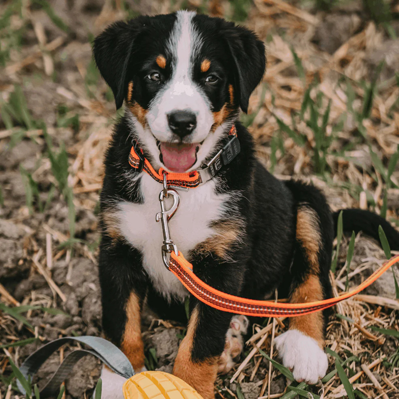 Laisse pour chien antidérapante (Orange, 2 m) - Photo 2