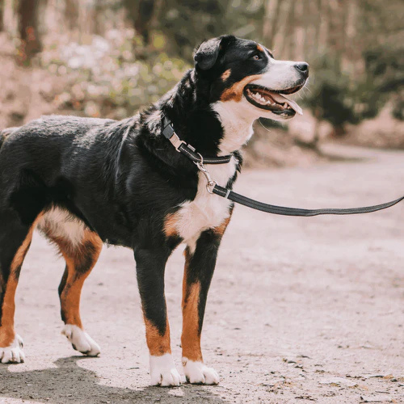 Collier pour chien antidérapant (Noir, M-L) - Photo 2