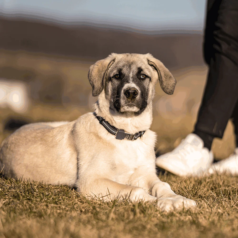 Collier pour chien antidérapant (Noir, M-L) - Photo 3