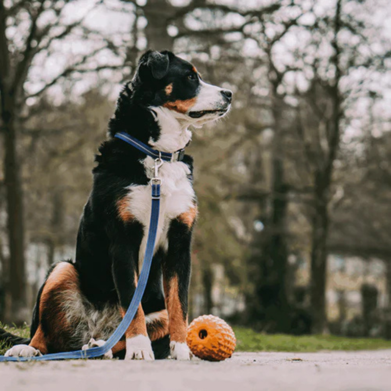 Collier pour chien antidérapant (Bleu, M-L) - Photo 2