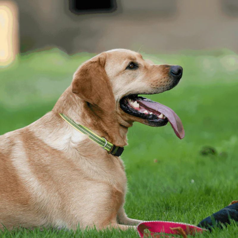 Collier pour chien antidérapant (Jaune, M-L) - Photo 2
